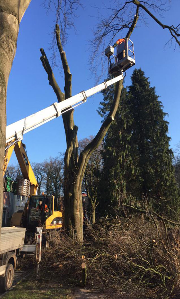 Projecten Onderhoud bomen Project bomen